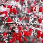 اقدامات پیشگیرانه در برابر موج سرمای جدید