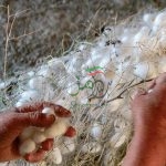 جشنواره‌ای به شکرانه تولید