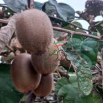 استاندارد صادرات محصول کیوی