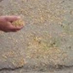 آغاز زیر کشت رفتن مجدد زمین های شالیزاری در آمل