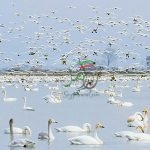 فرهنگ حفظ محیط زیست رابیاموزیم وآموزش دهیم