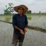 نگذارید زمین های سرسبز شالیزار شمال بایرشود