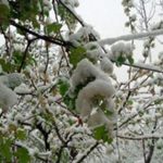 برف 116 میلیارد به باغداران آملی خسارت زد