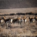 طاعون نشخوارکنندگان