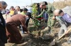 ورودی های آمل نارنجستانی شد