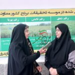 معرفی ارقام جدید برنج