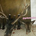 تحقیقات برای شناسایی شکارچیان 2 راس مرال