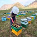 آغاز کوچ بهاره ۱۸ هزار کندوی زنبور عسل