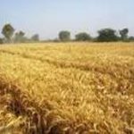 آغاز خرید تضمینی گندم از فردا