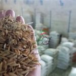 به واردات برنج نیازنداریم