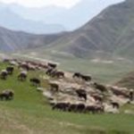 اجاره مراتع کشوربه قطري‌ها؟!! چرا؟