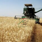 استانهای برترخریدتضمینی گندم معرفی شدند