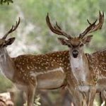 شروع سرشماری مرالهای گیلان براساس نعره‌شان!