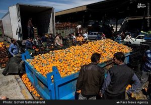 کشف ۶۵ تن پرتقال فاسد