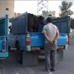 انهدام باند سارقان احشام در آمل