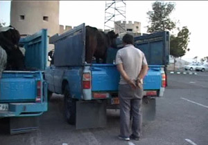 حرکات ورزشی مناسب برای درمان دیسک کمر + تصویر