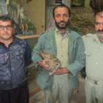 تحویل یک جغد جنگلی زخمی به محیط زیست آمل