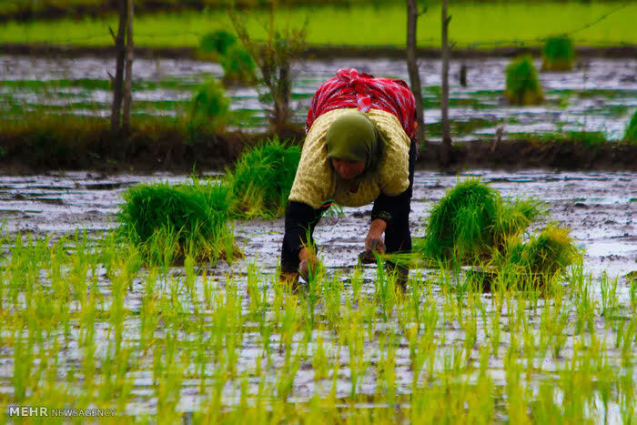 تحلیل مهم درباره برنج امسال