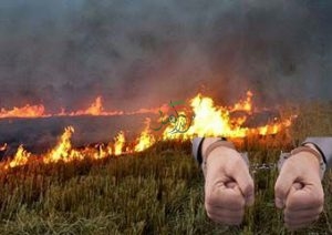 پرداخت جریمه سنگین درپی آتش زدن بقایای برنج