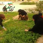 اصلاح الگوی غذایی خانوارهای روستایی بامحوریت زنان
