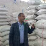 آفاتی که آفت شالیکاریند